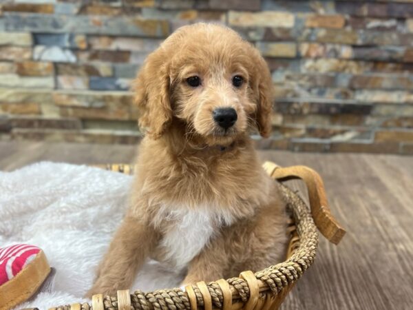[#3801] Light Golden Female Mini Goldendoodle 3rd Generation Puppies for Sale