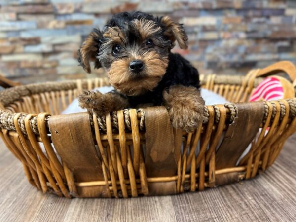 [#3793] Black & Tan Female Yorkshire Terrier Puppies for Sale