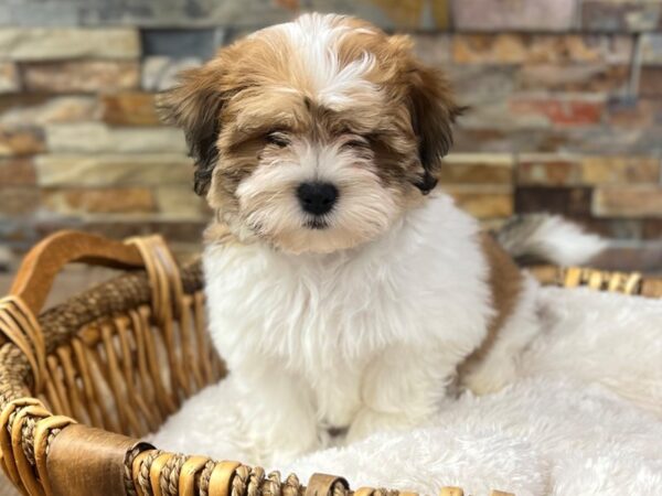 [#3811] Gold & White Female Teddy Bear Puppies for Sale