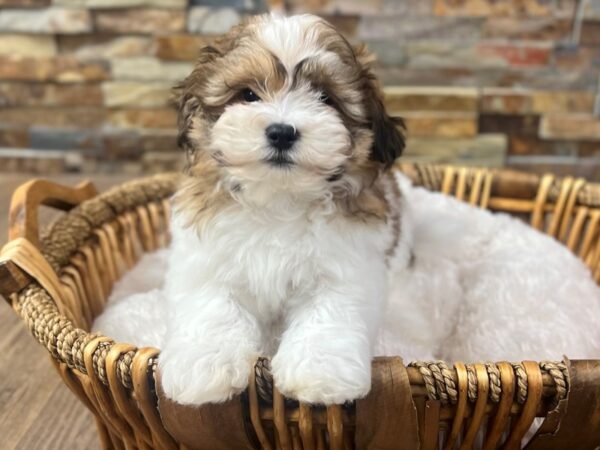 [#3810] Gold & White Female Teddy Bear Puppies for Sale