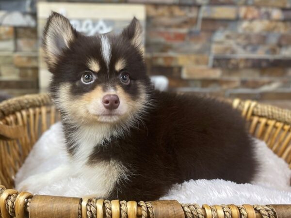[#3830] Chocolate & White w/Tan Markings Male F2 Pomsky Puppies for Sale