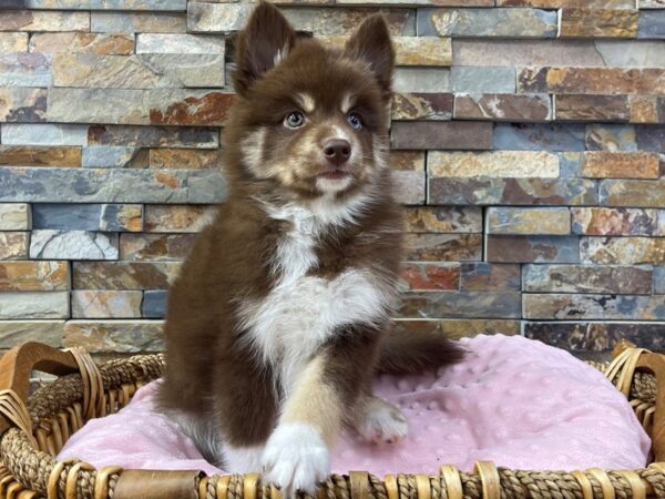 [#3829] Chocolate & White w/Tan Markings Female Pomsky Puppies for Sale