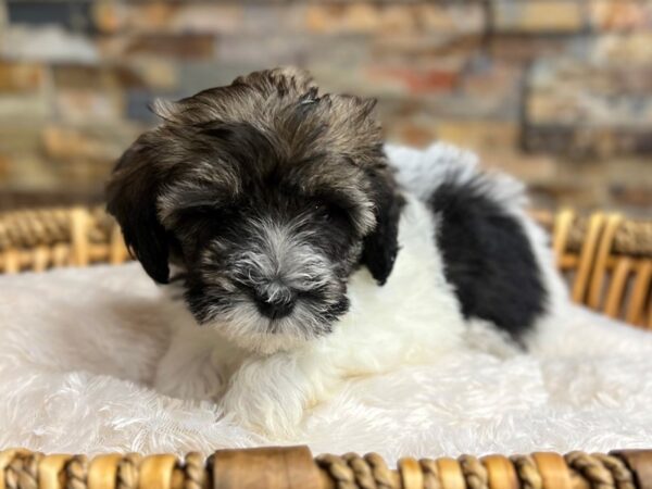 [#3834] Brindle & White Male Havanese Puppies for Sale