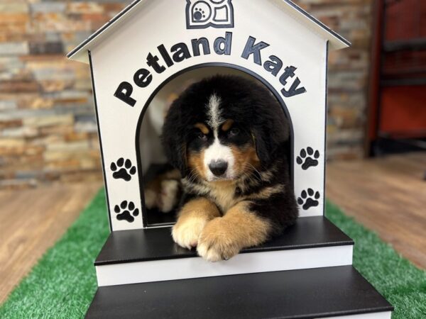 [#3848] Black, White & Tan Male Bernese Mountain Dog Puppies for Sale