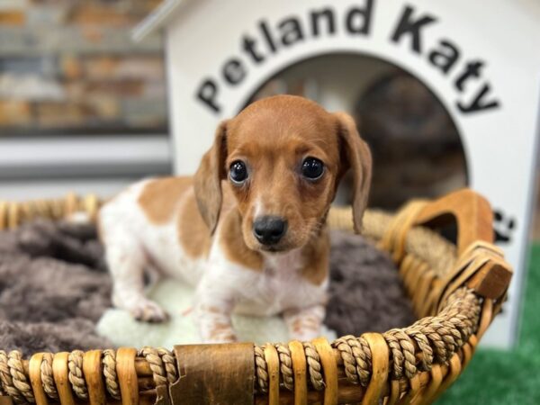 [#3854] Red Piebald Female Dachshund Puppies for Sale