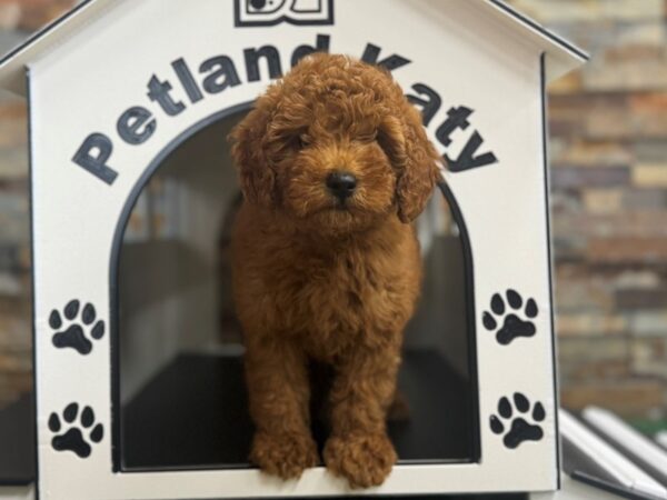 [#3840] Red Female Mini Goldendoodle Puppies for Sale