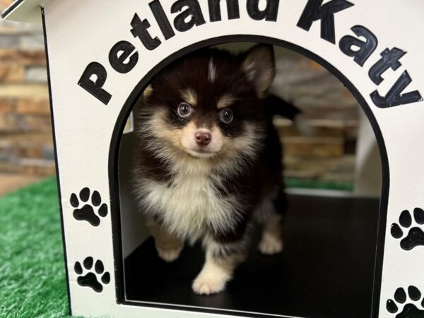 [#3849] Chocolate Trui Male Pomsky Puppies for Sale