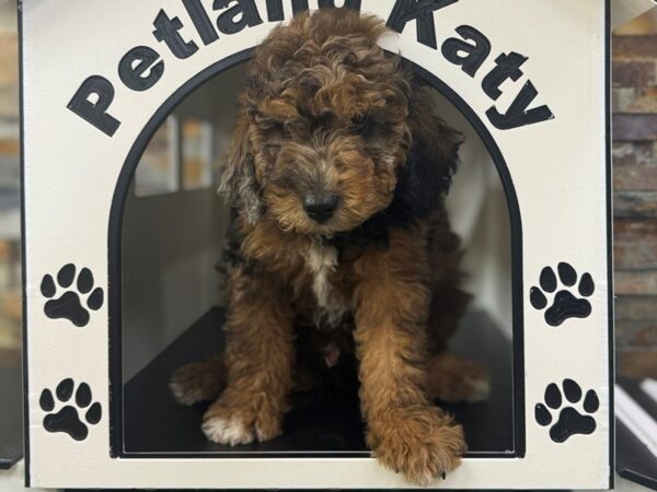 [#3841] Chocolate Merle Male Mini Poodle Puppies for Sale