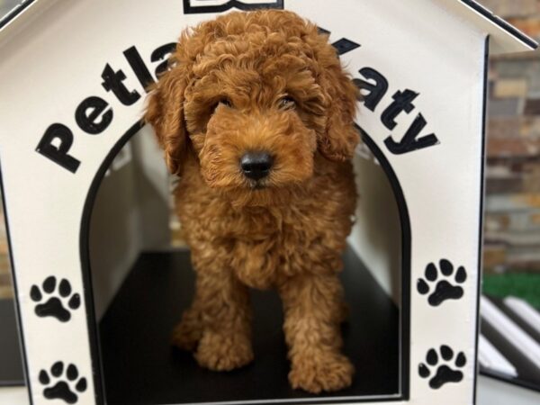 [#3839] Red Male Mini Goldendoodle Puppies for Sale