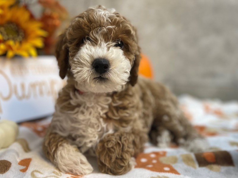 Puppy ID220124 Located at Petland Katy Houston, Texas