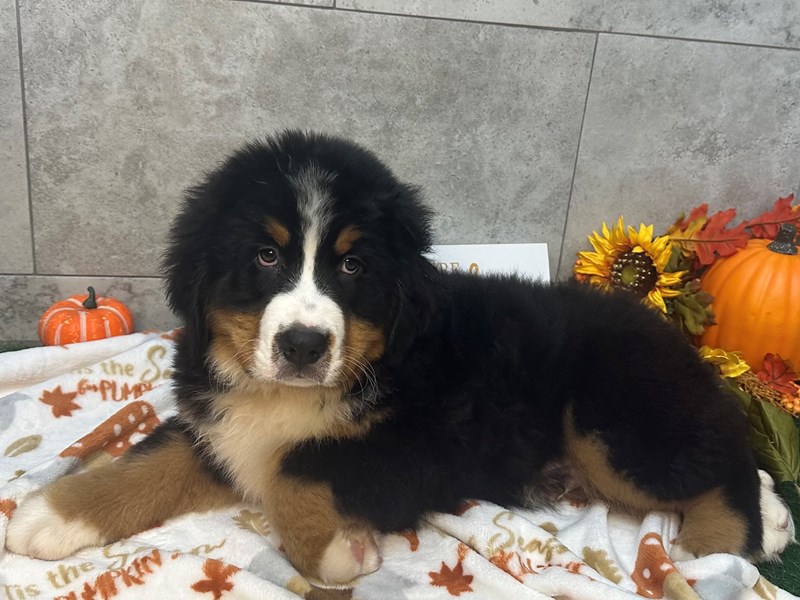 Puppy Black, White & Tan ID220071 Located at Petland Katy Houston, Texas