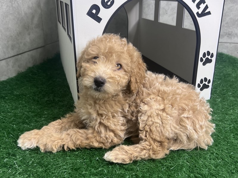 Mini Goldendoodle - 4213 Image #1