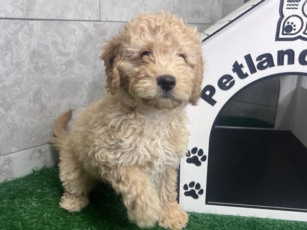 [#4198] Golden Female F1 B Mini Goldendoodle Puppies For Sale