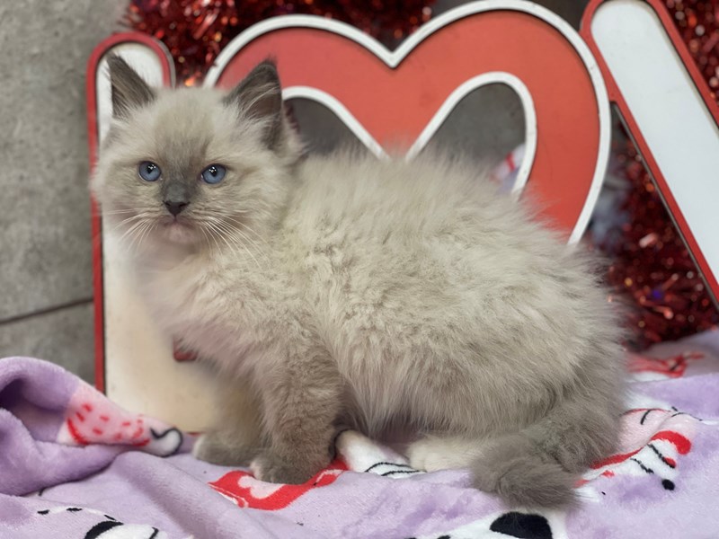 Ragdoll - 4255 Image #1