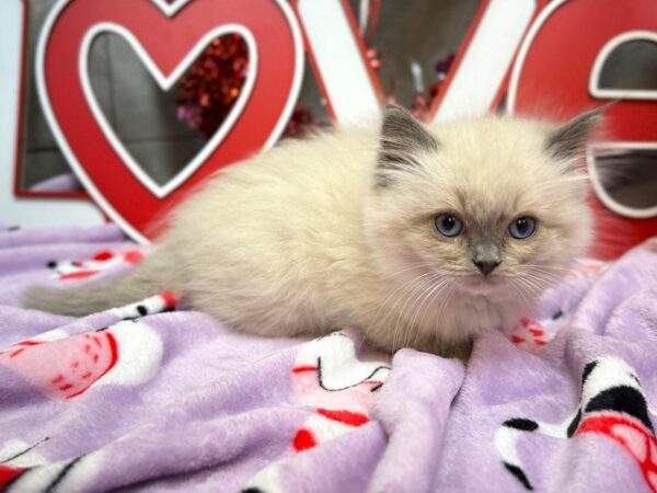 [#4254] Blue Mitted Male Ragdoll Puppies For Sale