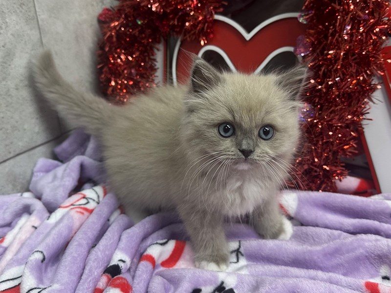 Ragdoll - 4253 Image #1