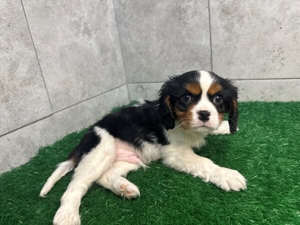 [#4317] Black Tri Male Cavalier King Charles Spaniel Puppies For Sale