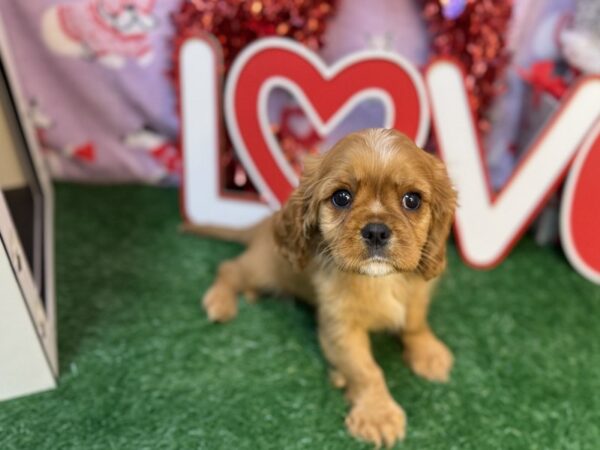 [#4289] Red Female Cavalier King Charles Spaniel Puppies For Sale
