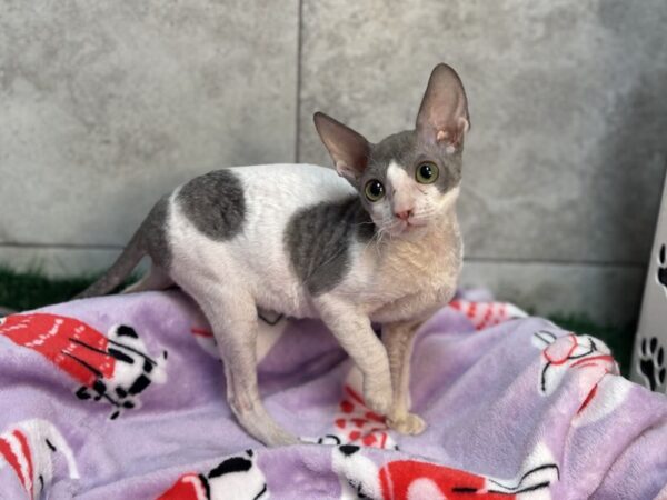 [#4291] Female Cornish Rex Puppies For Sale