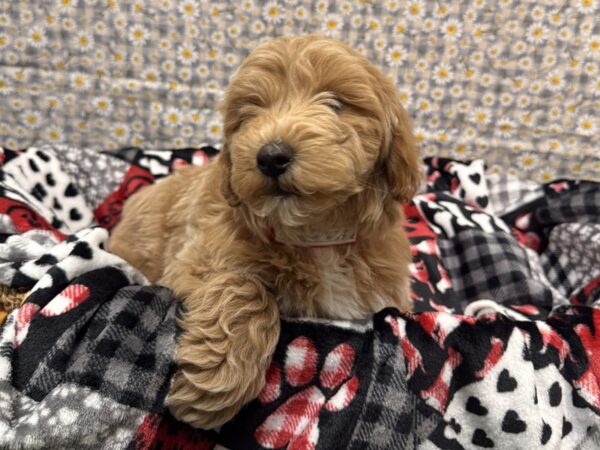 [#4338] Golden Male Mini Goldendoodle Puppies For Sale