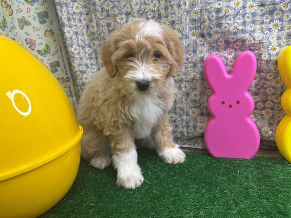 [#4357] Gold Abstract Female Mini Aussiedoodle Puppies For Sale
