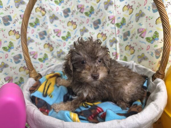 [#4342] Chocolate & Tan Male Mini Poodle Puppies For Sale