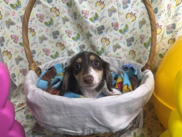 [#4350] Chocolate Dapple Piebald (LH) Male Dachshund Puppies For Sale