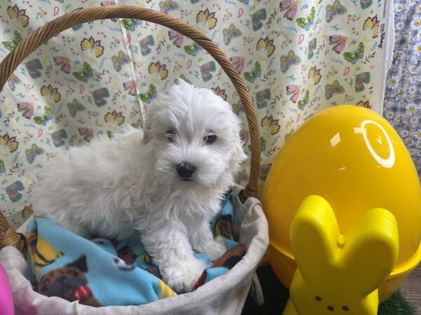 [#4355] Cream Female Maltipoo Puppies For Sale