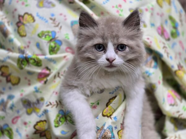 [#4536] Mink Bi Color Male Ragdoll Kittens For Sale