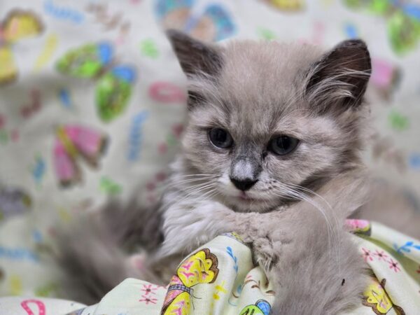 [#4532] Mink Mitted Female Ragdoll Kittens For Sale