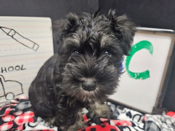 [#4642] Salt & Pepper Male Miniature Schnauzer Puppies For Sale