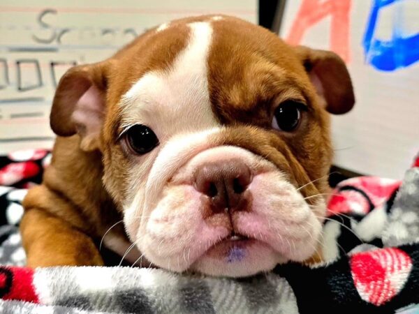 [#4638] Chocolate Merle Female English Bulldog Puppies For Sale