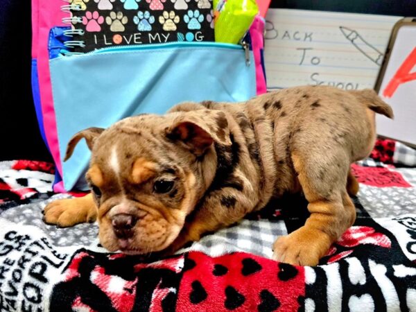 [#4637] Chocolate Merle Female English Bulldog Puppies For Sale