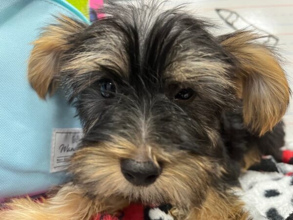 [#4650] Black & Tan Male Yorkshire Terrier Puppies For Sale