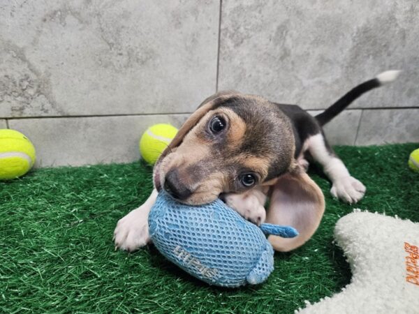 [#4665] Blue Tri Male Beagle Puppies For Sale