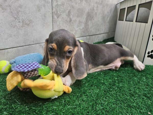[#4666] Blue Tri Male Beagle Puppies For Sale