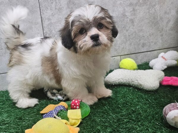 [#4667] Sable and White Male Teddy Bear Puppies For Sale