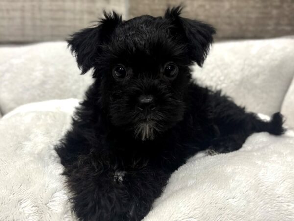 [#4695] Black Female Yorkiepoo Puppies For Sale