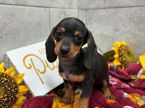 [#4682] Black & Tan Female Dachshund Puppies For Sale