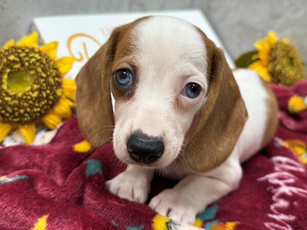 [#4681] Red Dapple Pied Female Dachshund Puppies For Sale