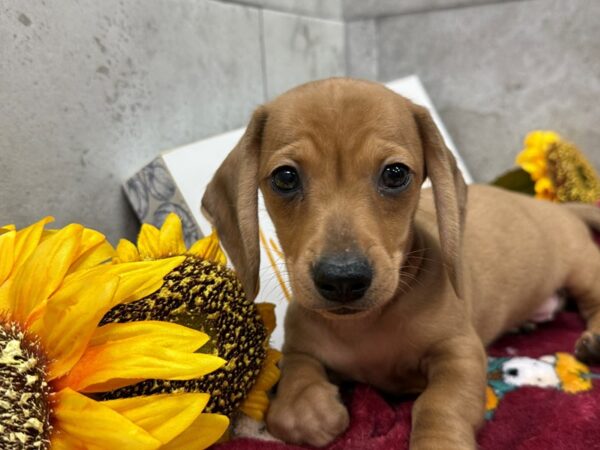 [#4680] Red Male Dachshund Puppies For Sale