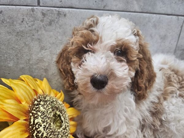 [#4685] Gold & White Female Mini Goldendoodle Puppies For Sale