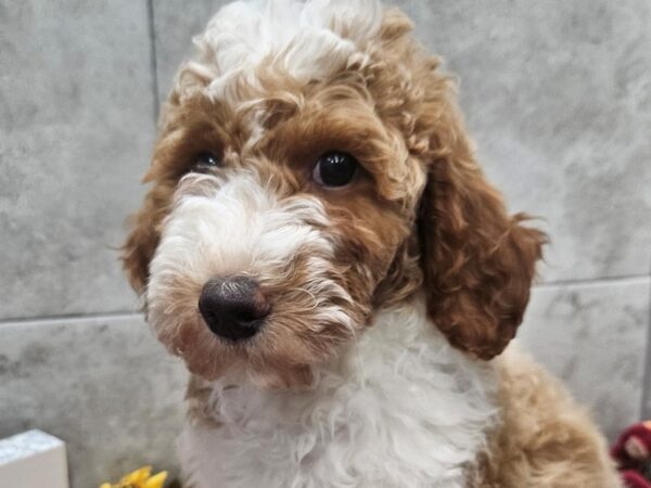[#4684] Gold & White Female Mini Goldendoodle Puppies For Sale