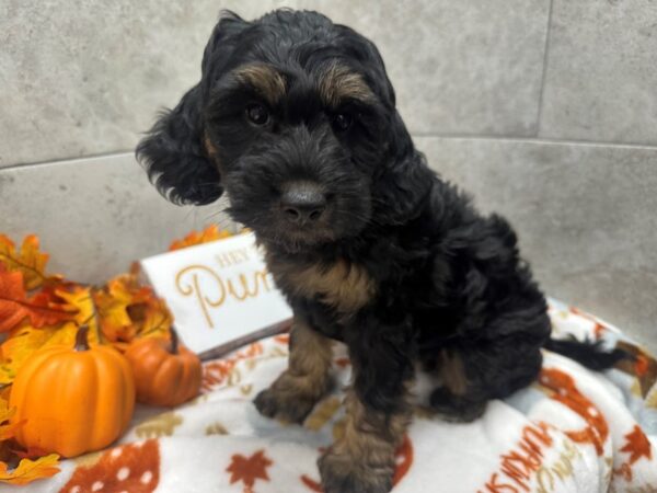 [#4698] Black & Tan Male Mini Goldendoodle Puppies For Sale