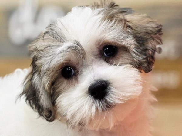 [#4716] Brown & White Female Teddy Bear Puppies For Sale