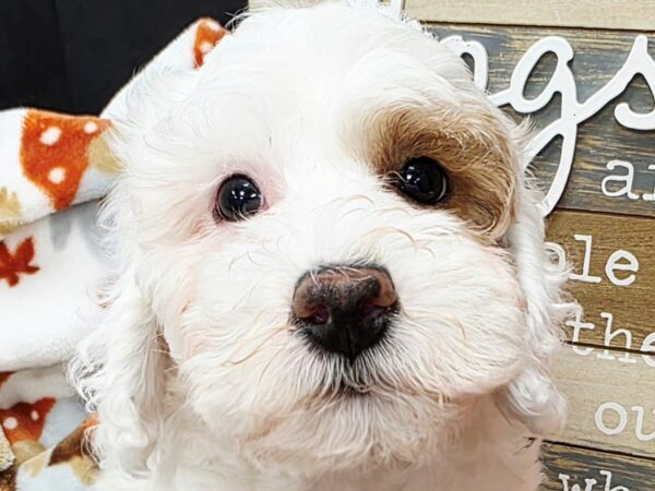 [#4713] White Female Miniature Poodle Puppies For Sale