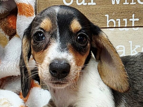 [#4708] Red Dapple Piebald w/ Tan Points Female Dachshund Puppies For Sale