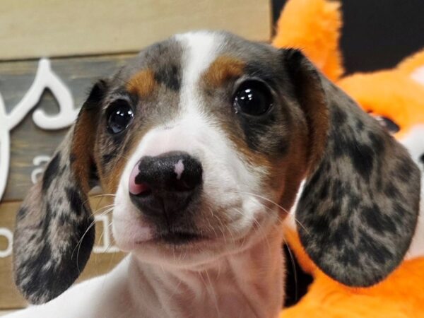 [#4711] Blue Dapple Piebald w/ Tan Points Male Dachshund Puppies For Sale