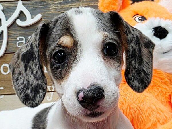 [#4710] Blue Dapple Piebald w/ Tan Points Male Dachshund Puppies For Sale