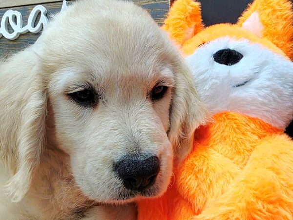 [#4703] English Cream Male Golden Retriever Puppies For Sale